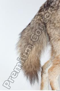 Wolf leg photo reference 0007